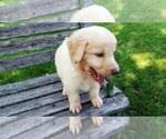 Small Photo #8 Goldendoodle Puppy For Sale in LEON, KS, USA