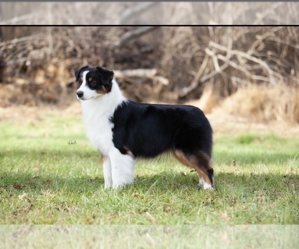 Medium Photo #1 Australian Shepherd Puppy For Sale in PARKTON, MD, USA