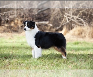 Mother of the Australian Shepherd puppies born on 05/12/2025