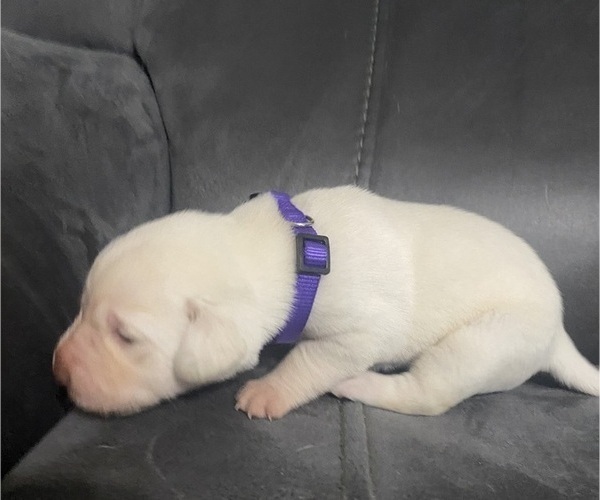 Medium Photo #18 Labrador Retriever Puppy For Sale in WILDWOOD, FL, USA