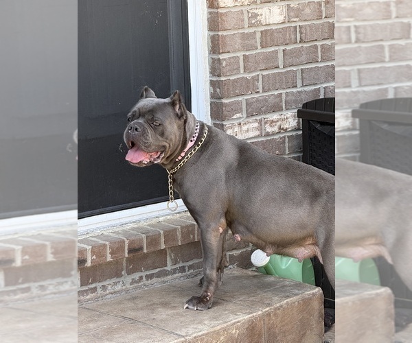 Medium Photo #3 Cane Corso Puppy For Sale in VAN BUREN TWP, MI, USA