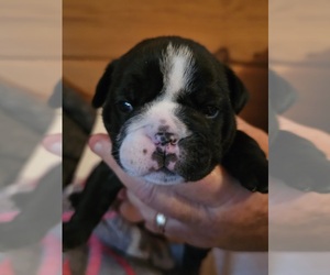 Bulldog Puppy for sale in CALLAO, VA, USA