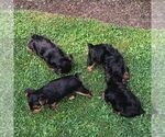 Small #1 Yorkshire Terrier
