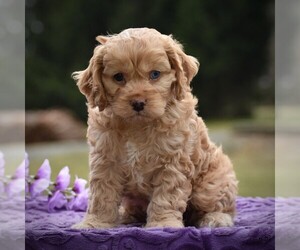 Cocker Spaniel-Poodle (Miniature) Mix Puppy for sale in TURBOTVILLE, PA, USA