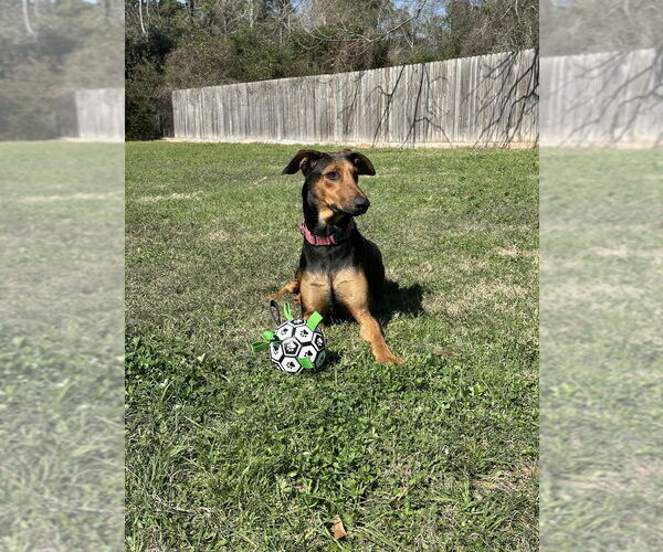 Medium Photo #4 Doberman Pinscher-Unknown Mix Puppy For Sale in Oak Bluffs, MA, USA