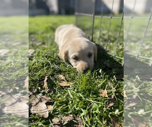 Labrador Retriever Puppy for sale in MAYSVILLE, GA, USA
