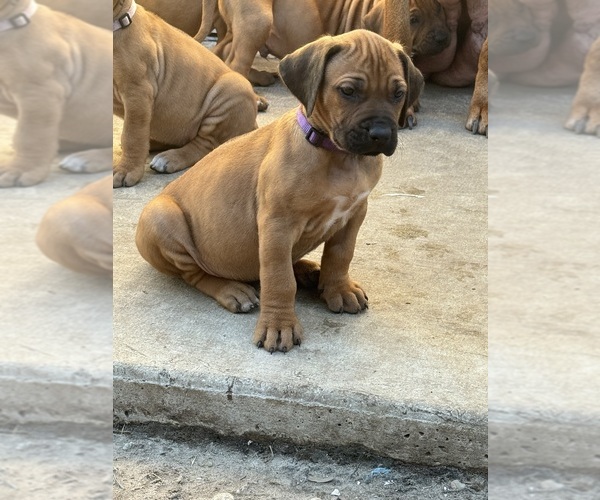 Medium Photo #3 Rhodesian Ridgeback Puppy For Sale in LEHIGH ACRES, FL, USA