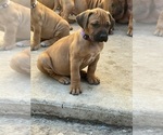 Small #2 Rhodesian Ridgeback