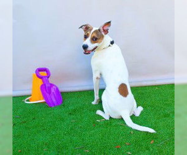 Medium Photo #1 Rat Terrier Puppy For Sale in Sanford, FL, USA