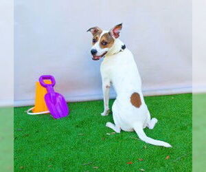 Rat Terrier Dogs for adoption in Sanford, FL, USA