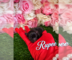 Puppy Rupee YorkiePoo