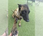 Small #1 Mutt