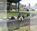 Small Photo #2 Bluetick Coonhound Puppy For Sale in HAVRE DE GRACE, MD, USA
