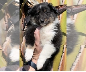 Shetland Sheepdog Puppy for sale in CERES, CA, USA