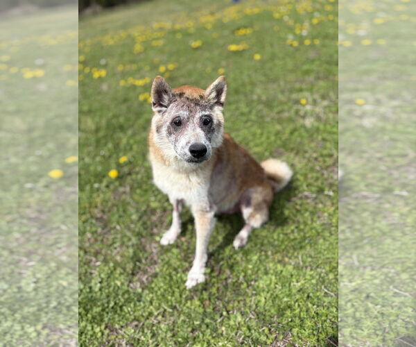 Medium Photo #3 Shiba Inu Puppy For Sale in Virginia Beach, VA, USA