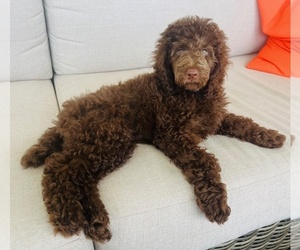 Poodle (Miniature) Puppy for sale in ROGERS, AR, USA