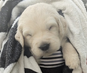 Medium Golden Retriever