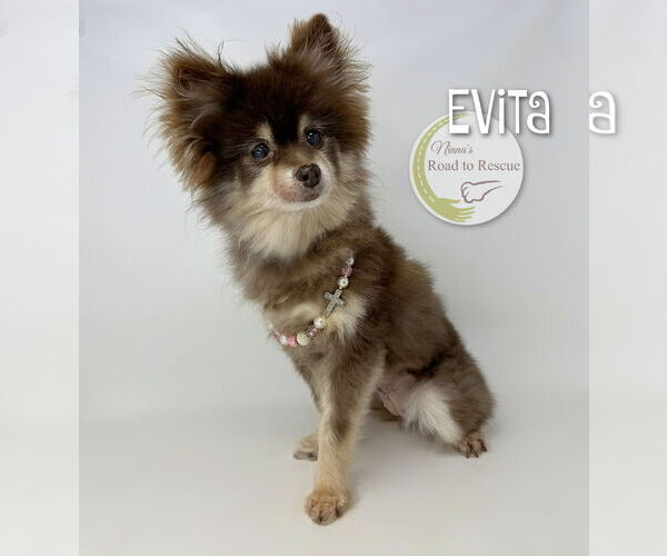 Medium Photo #1 Pomeranian Puppy For Sale in Benton, LA, USA