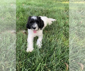 Goldendoodle Puppy for sale in KEWANNA, IN, USA