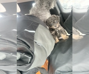 ShihPoo Puppy for sale in DALLAS, TX, USA