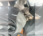 Small ShihPoo