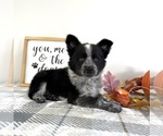 Small #3 Australian Cattle Dog-Border Collie Mix