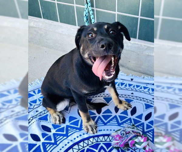 Medium Photo #3 German Shepherd Dog-Unknown Mix Puppy For Sale in Rancho Cucamonga, CA, USA