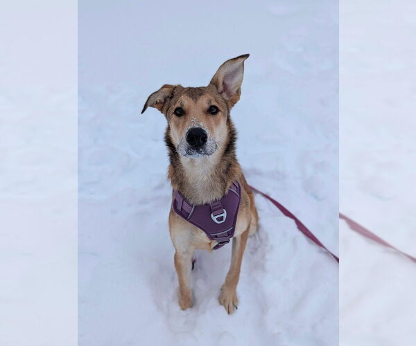 Medium Photo #8 Mutt Puppy For Sale in Evansville, IN, USA