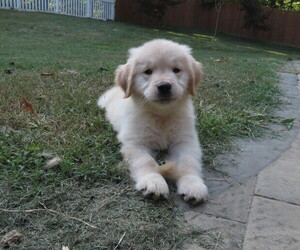 Golden Retriever Puppy for Sale in MECHANICSVILLE, Maryland USA