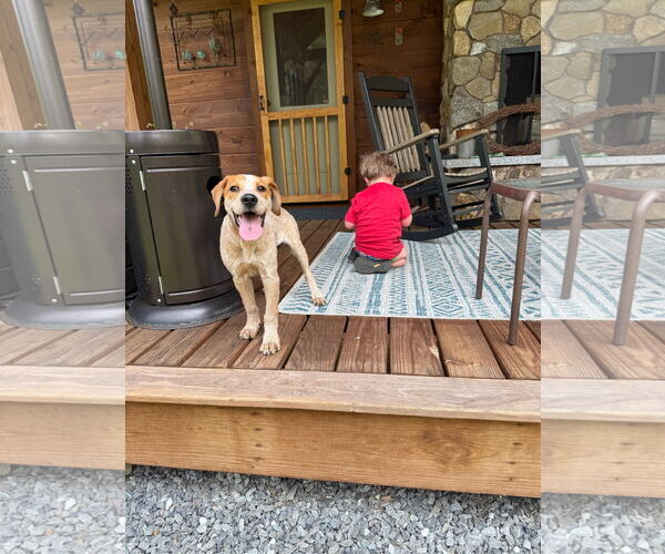 Medium Photo #4 Mutt Puppy For Sale in Garden City, NY, USA