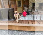 Small #3 Mutt