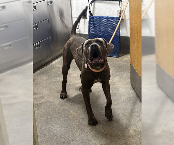 Medium Photo #1 Mutt Puppy For Sale in Forestville, MD, USA