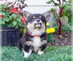 Small Photo #10 Pembroke Welsh Corgi Puppy For Sale in PARADISE, PA, USA
