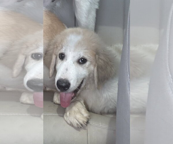 Medium Photo #6 Great Pyrenees-Unknown Mix Puppy For Sale in Dallas, TX, USA