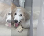 Small #5 Great Pyrenees Mix