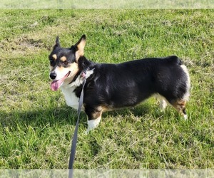 Pembroke Welsh Corgi Dog for Adoption in BURTRUM, Minnesota USA