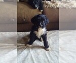 Small #4 Boxer-F2 Aussiedoodle Mix