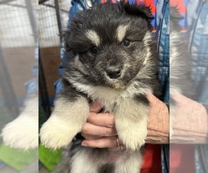 Australian Shepherd-Finnish Lapphund Mix Puppy for sale in NEWFANE, NY, USA