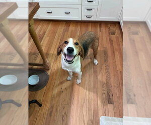 Alice *Adopt or Foster* - Female American Foxhound Dog for Adoption