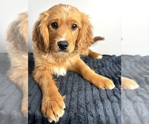 Cavalier King Charles Spaniel-Goldendoodle Mix Puppy for sale in INDIANAPOLIS, IN, USA