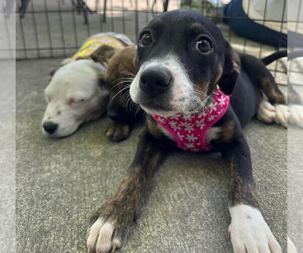 Medium Photo #5 Mountain Cur-Unknown Mix Puppy For Sale in Germantown, OH, USA