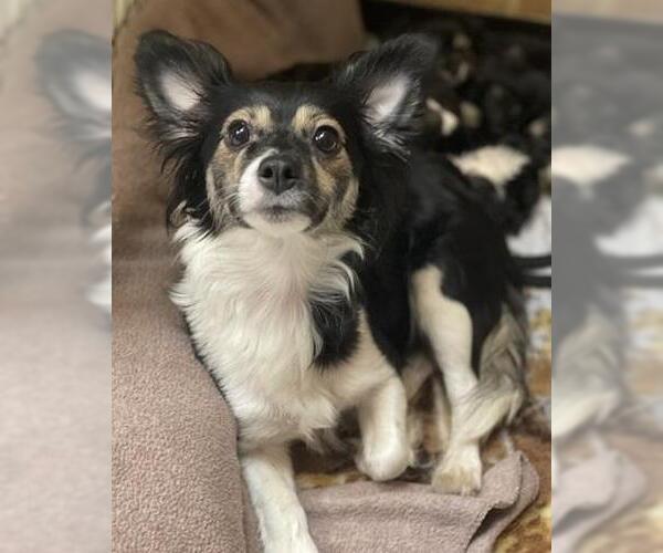 Medium Photo #2 Chihuahua-Unknown Mix Puppy For Sale in Parlier, CA, USA