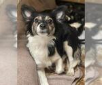 Small #1 Chihuahua Mix