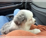 Small #7 Miniature Australian Shepherd