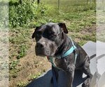 Small #6 American Pit Bull Terrier