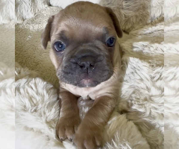 Medium Photo #3 French Bulldog Puppy For Sale in WEXFORD, PA, USA