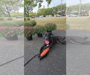 Medium Labrador Retriever Mix