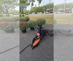 Small Labrador Retriever Mix