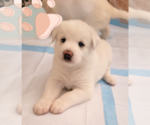 Puppy 5 Labrador Retriever-Siberian Husky Mix