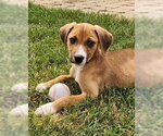 Small #1 Beagle Mix